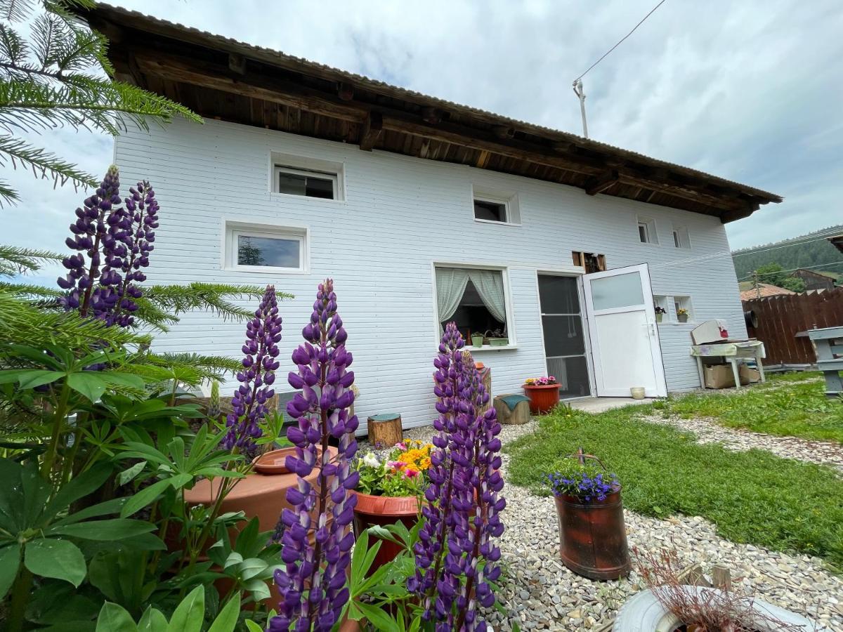 Casa De Oaspeti Cristina Fitod Exterior photo